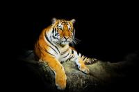 Тигр на темном фоне