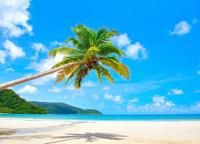 Пальма на песочном берегу