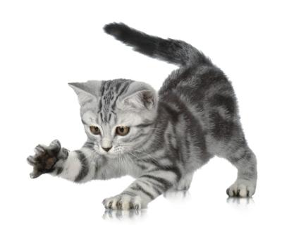 Фото Rasch Kids' Club 2014 892307