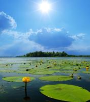 Кувшинки на озере