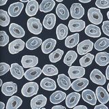 Фото BN International Mart Visser 48181