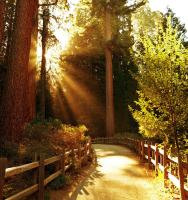 Старый парк