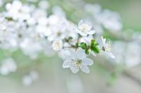 Цветущая ветвь