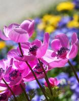 Цветочная клумба