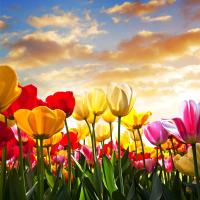 Разноцветные тюльпаны