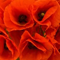 Букет маков