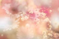 Цветы в лучах солнца