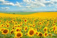 Поле подсолнухов