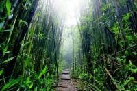 Бамбуковые заросли