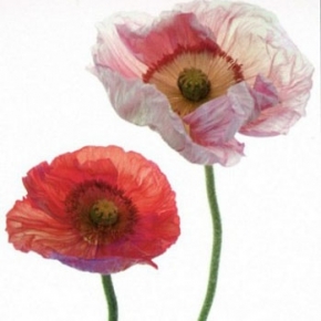 Фото Marburg Colour Life 45225