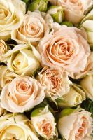 Нежные розы