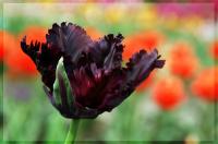 Красный тюльпанчик