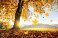 Осень и солнце