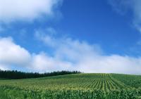 Зеленое поле