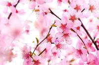 Розовые соцветия