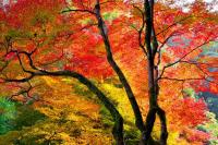 Оранжевое осеннее дерево