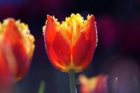 Красно-желтый тюльпан