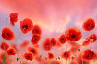 Красивые маки