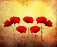 Букет маков