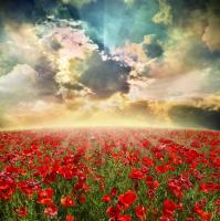 Облака над маковым полем