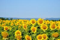 Лето на поле