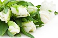 Красивые белые тюльпаны