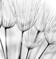 Одуванчики