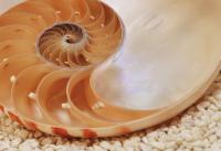 Komar 1-601 (Nautilus)