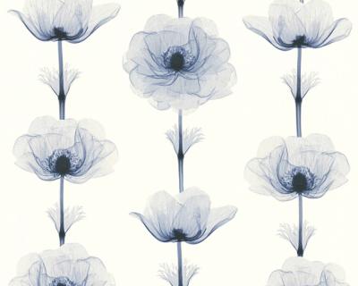 Фото A.S.Creation X-Ray 34273-1