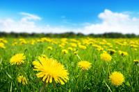 Поле одуванчиков