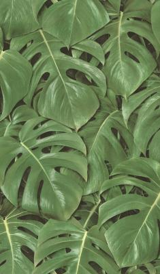 Фото Rasch Freundin II 441802