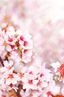 Солнечные лучи