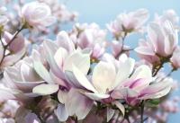 Магнолии