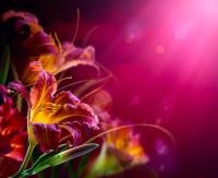 Букет лилий