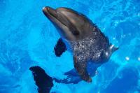 Дельфин в воде