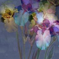 Разноцветные ирисы