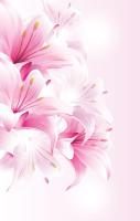 Розовые лилии