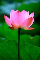 Водяная лилия