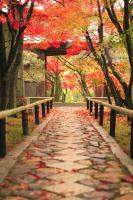 Дорожка в осеннем парке