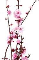 Цветущие ветви