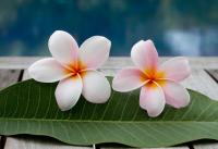 Цветки плюмерии