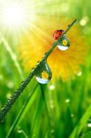 Божья коровка