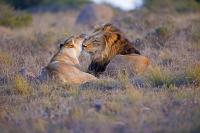 Пара в саванне