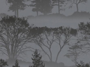 Фото Graham & Brown Elixir 50-206