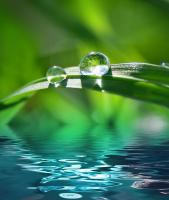 Капли на листке