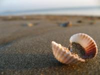 Ракушка на песке
