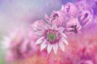 Сиреневые цветы