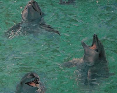 Фото A.S.Creation Decora Natur 4 750112