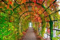 Арка из листьев