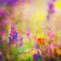 Полевые цветы